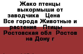 Жако птенцы выкормыши от заводчика › Цена ­ 1 - Все города Животные и растения » Птицы   . Ростовская обл.,Ростов-на-Дону г.